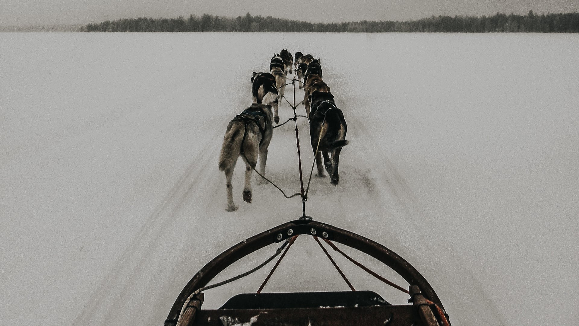 The Frozen Race to Save Lives.